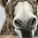 Cute Donkeys Canvas Unframed Print Wall Art