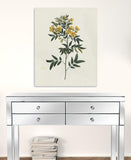 Singular Yellow Blossom Branch Unframed Print Wall Art